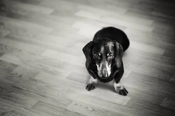 Ritratto in bianco e nero del cane bassotto — Foto Stock