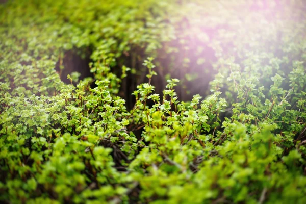 Hojas verdes de cerca con la luz del sol brillante — Foto de Stock