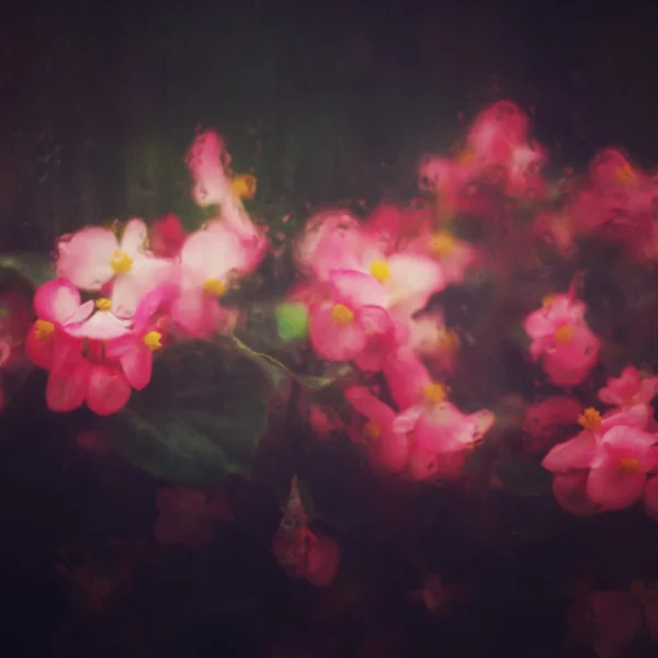 분홍색 꽃을 가진 추상 자연 배경 — 스톡 사진