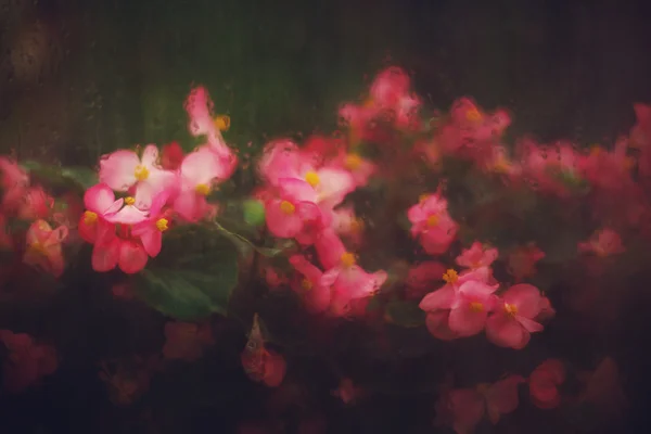 Plano de fundo da natureza abstrato com flores rosa — Fotografia de Stock