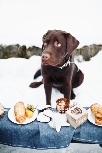 Labrador molto triste e vacanze tratta — Foto Stock