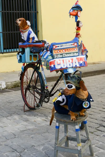 Two dogs on the street of Old Havana — Stock Photo, Image