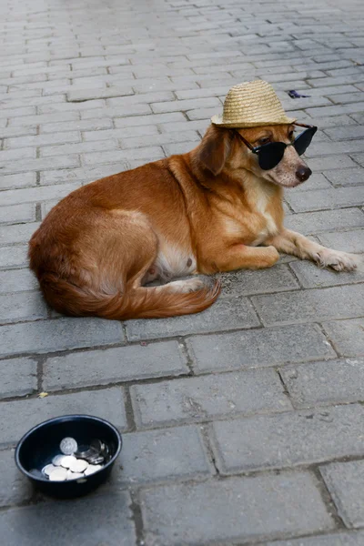 Havana, zavallı köpek sadaka — Stok fotoğraf