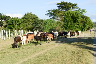 Çiftçi ailesine ineklerin Santiago de Cuba yakınındaki iletken