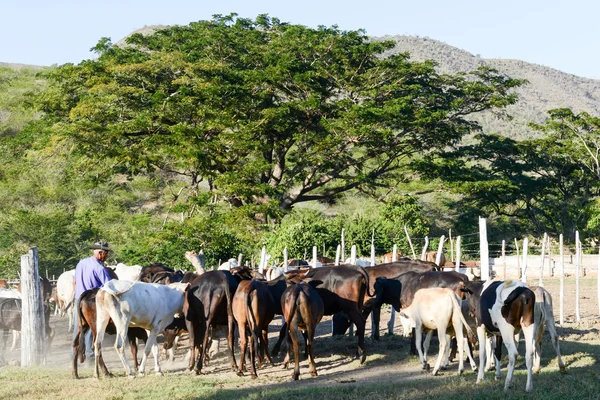 Agricultor llevando a cabo su manada de vacas cerca de Santiago de Cuba — Foto de Stock