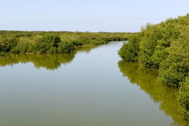 Coyo Cocco, güzel mangrov ve deniz manzara