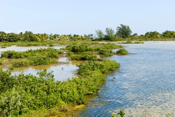 Wunderschöne Mangroven- und Meereslandschaft am Coyo Cocco — Stockfoto