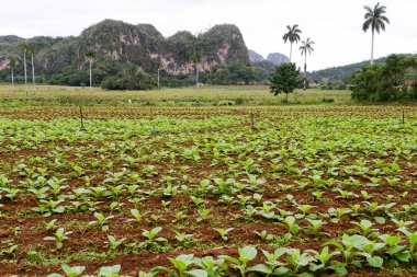Tobacco plantation in the Vinales valley clipart