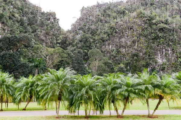 Scena tropicale intorno alla valle di Vinales — Foto Stock