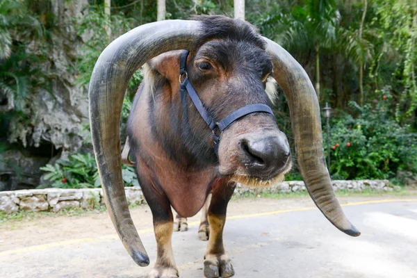 Buffle à longues cornes — Photo