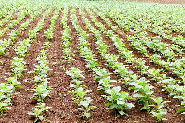 Plantación de tabaco en el valle de Vinales — Foto de Stock