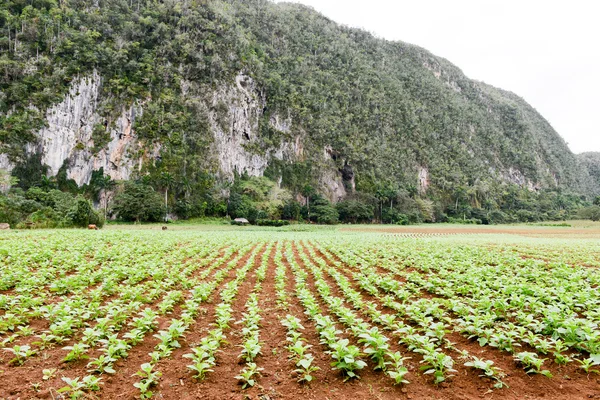 Tobacco plantation in the Vinales valley — Stock Photo, Image
