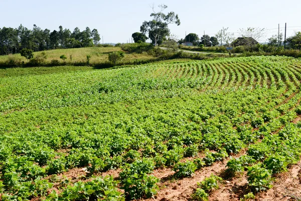 La piantagione di tabacco nella valle del Vinales — Foto Stock