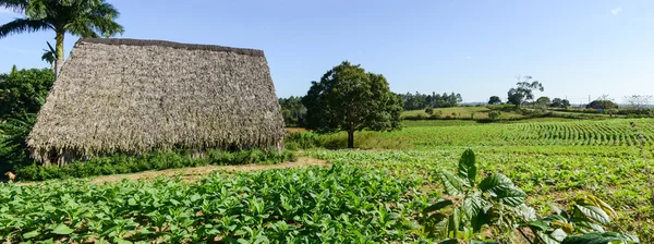 Tabak plantage in de vallei van Viñales — Stockfoto