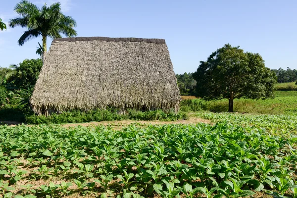 Plantação de tabaco no vale de Vinales — Fotografia de Stock