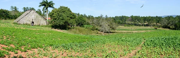 Plantação de tabaco no vale de Vinales — Fotografia de Stock