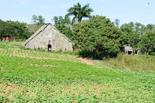 Tobacco plantation in the Vinales valley — Stock Photo, Image
