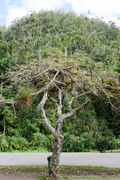 Scena tropicale intorno alla valle di Vinales — Foto Stock