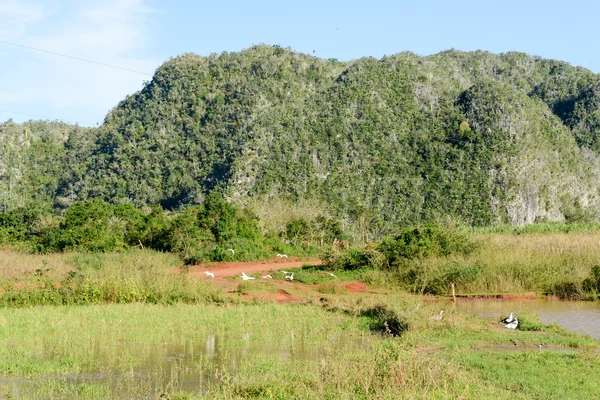 Das Tal der Vinales auf Kuba — Stockfoto