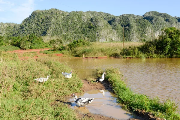 Vinales valley på Kuba — Stockfoto