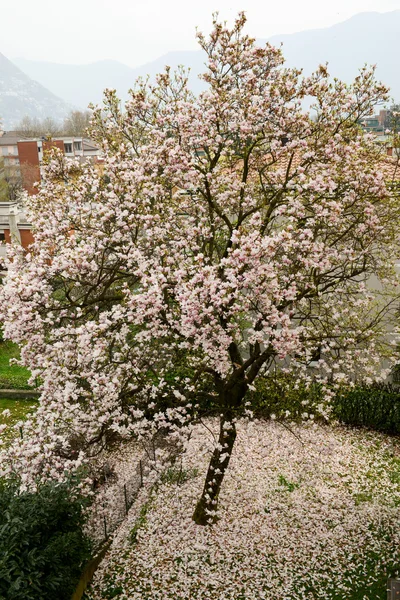 Magnolia tree with fallen petals — Stock Photo, Image