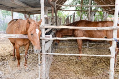 Giron bir çiftlikte iki at