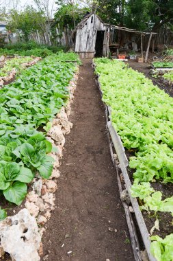 Satır Giron kırsal kesimde taze marul bitkilerin
