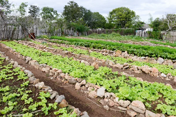 Righe di lattughe fresche nelle campagne di Giron — Foto Stock