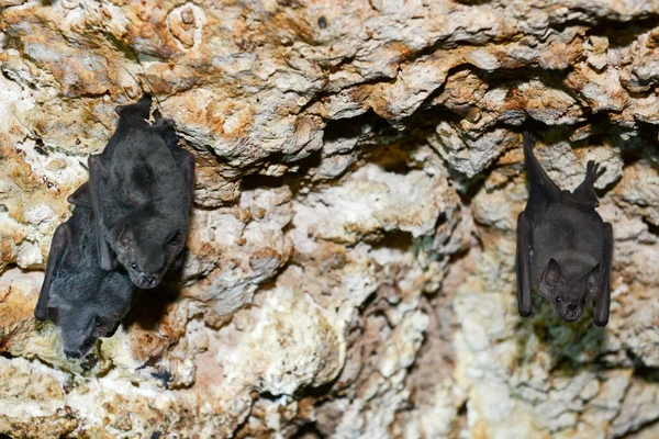 Fledermaus auf einer Höhle bei Giron — Stockfoto