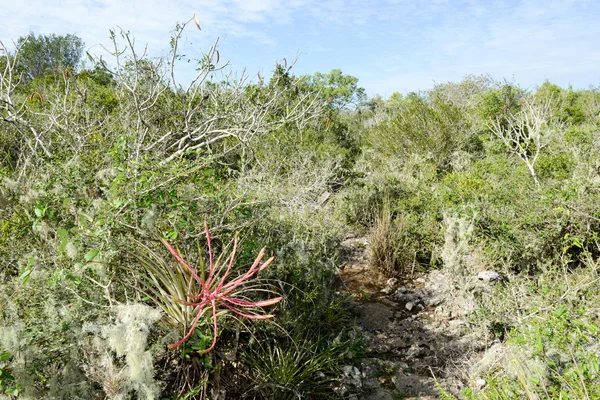 Paisaje en la vegetación cerca de un cenote en Girón —  Fotos de Stock