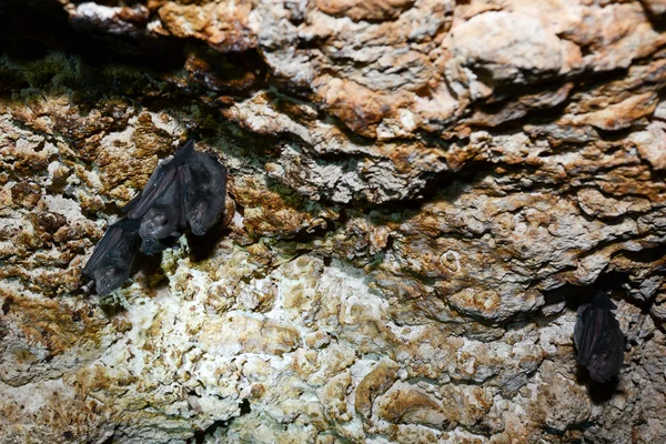 Pipistrello su una grotta a Giron — Foto Stock