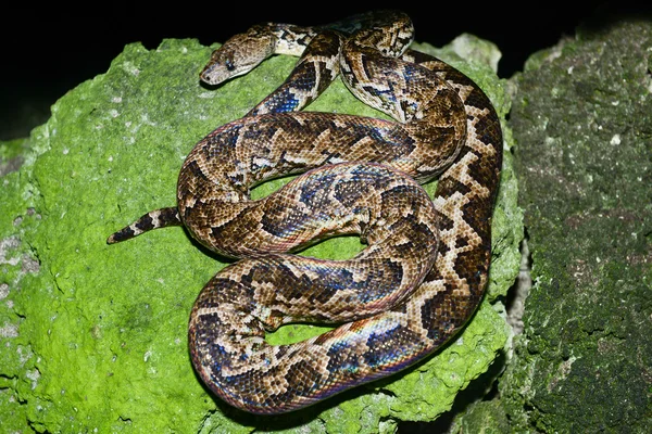 Maja 드 산타 Giron의 숲에 뱀 — 스톡 사진