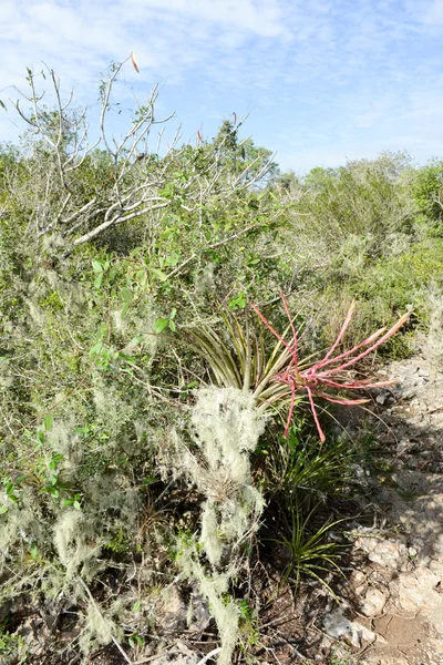 Krajobraz w roślinność w pobliżu cenote w Giron — Zdjęcie stockowe
