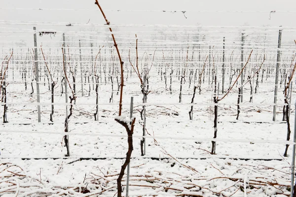 Vinice pod sněhem v zimě v Giornico — Stock fotografie