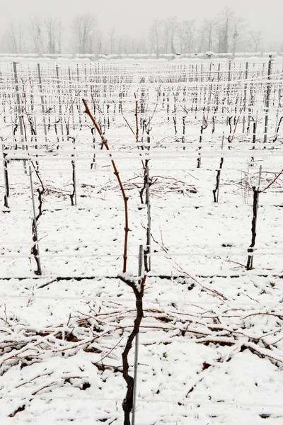 Vigneti sotto la neve in inverno al Giornico — Foto Stock