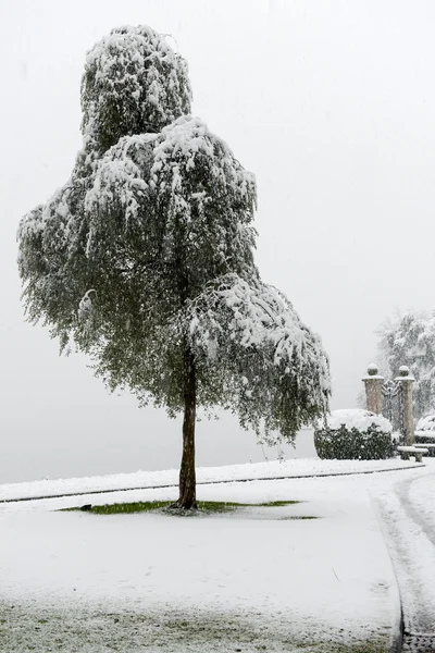 Botanik park Ciani Lugano Merkezi içinde — Stok fotoğraf