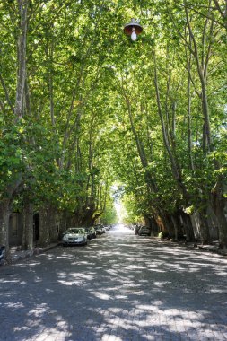Ağaçlı Avenue'de Colonia del Sacramento