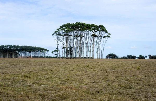 Paisaje rural con árboles —  Fotos de Stock