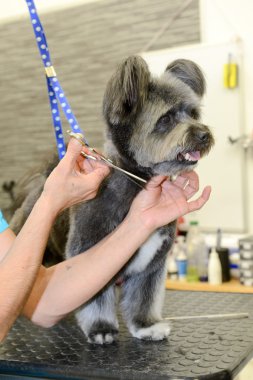 Bir güzellik Kliniği ile köpek köpek Kuaför