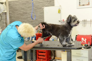 Bir güzellik Kliniği ile köpek köpek Kuaför