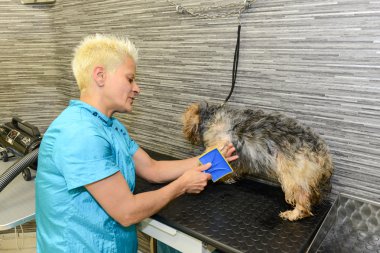 Bir güzellik Kliniği ile köpek köpek Kuaför