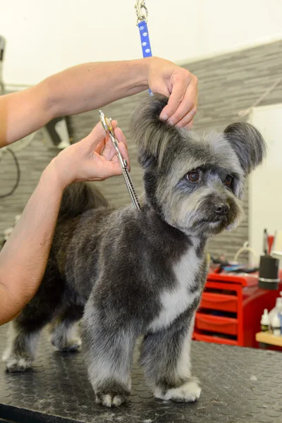 Cabeleireiro canino em uma clínica de beleza com cão — Fotografia de Stock