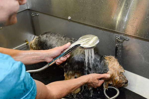 Hundefriseur in Schönheitsklinik mit Hund — Stockfoto