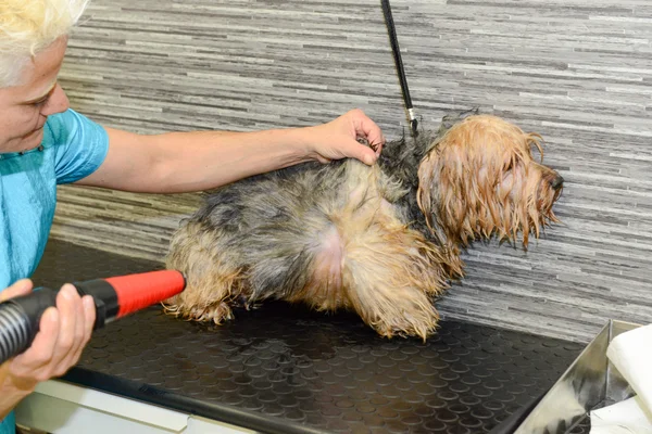 Parrucchiere canino in una clinica di bellezza con cane — Foto Stock