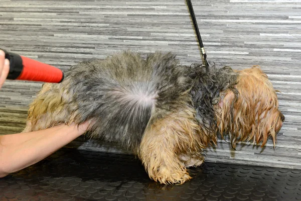 Coiffeur canin dans une clinique de beauté avec chien — Photo