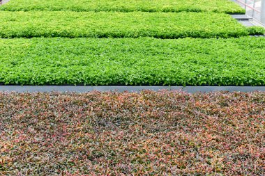 Büyüyen çiçekler