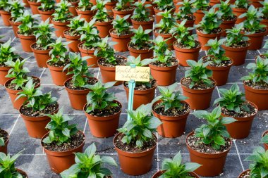 Tencere büyüyen çiçek