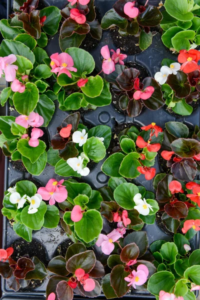 Flores que están creciendo —  Fotos de Stock