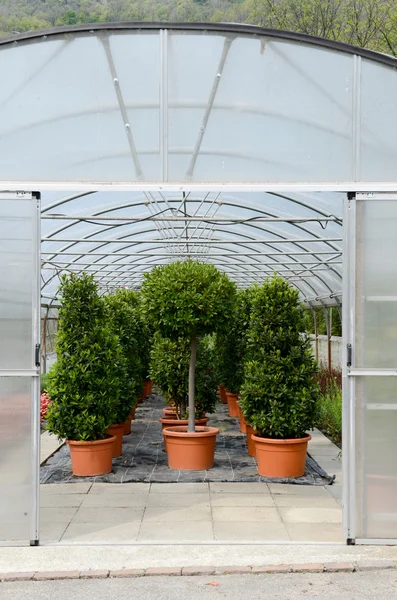 Baum auf Töpfen, die wachsen — Stockfoto