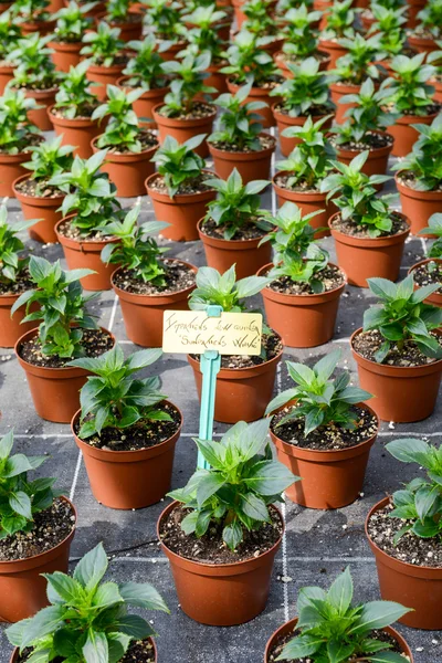 Blumen, die in Töpfen wachsen — Stockfoto